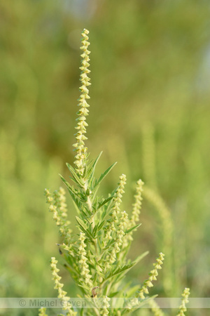 Zandambrosia; Perennial; Ragweed; Ambrosia psilostachya