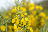 Corsicaanse brem; Genista corsica;