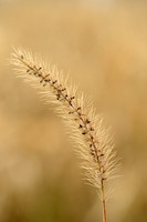 Ruwe kransnaaldaar; Barbed bristlegrass; Setaria verticilliformi