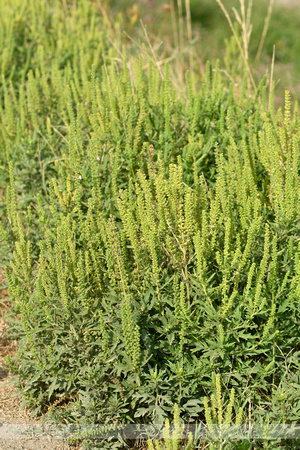 Zandambrosia; Perennial Ragweed; Ambrosia psilostachya
