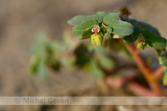 Euphorbia peplis