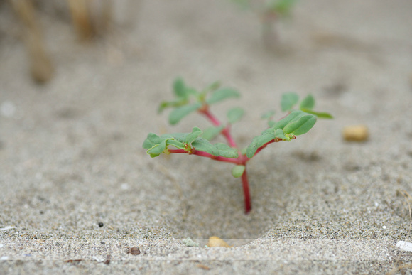 Purple spurge; Euphorbia peplis