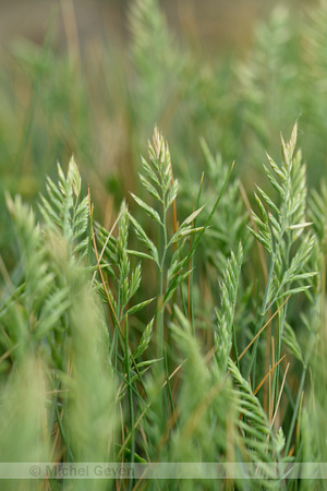 Cutandia grass; Cutandia maritime