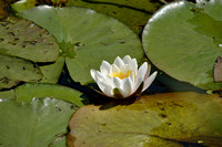 Witte waterlelie - White Water Lily - Nymphaea alba