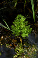 Watertorkruid; Fine leaved Water dropwort; Oenanthe aquatica
