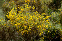 Corsicaanse brem; Genista corsica;