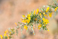 Genista corsica