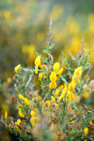 Genista corsica