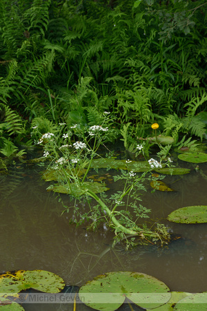 Watertorkruid; Fine-leaved Water-dropwort; Oenanthe aquatica