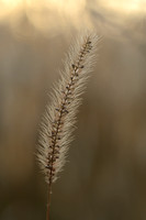 Ruwe kransnaaldaar - Barbed bristlegrass - Setaria verticilliformis