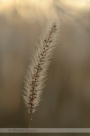 Ruwe kransnaaldaar; Barbed bristlegrass; Setaria verticilliformi