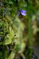 Southern Butterwort; Pinguicula leptoceras