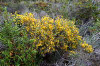 Genista corsica