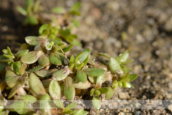 Klein bronkruid; Dwarf montia; Montia minor