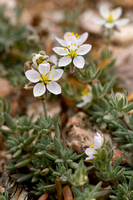 Spergula macrorrhiza