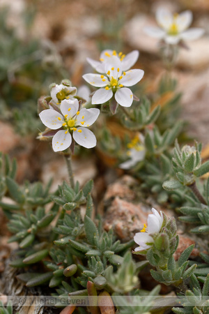 Spergula macrorrhiza