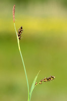 Blauwe Zegge; Carnation Sedge; Carex panicea