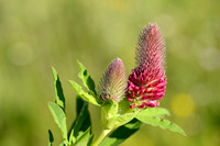 Purperen klaver; Red Feather Clover; Trifolium rubens