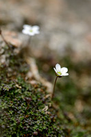 Arenaria balearica