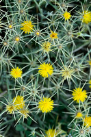 Zomercentaurie; Yellow Star-thistle; Centaurea solstitialis