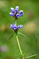 Noordse drakenkop - Dracocephalum ruyschiana