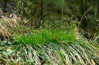 Schaduwzegge; Shady Sedge; Carex umbrosa