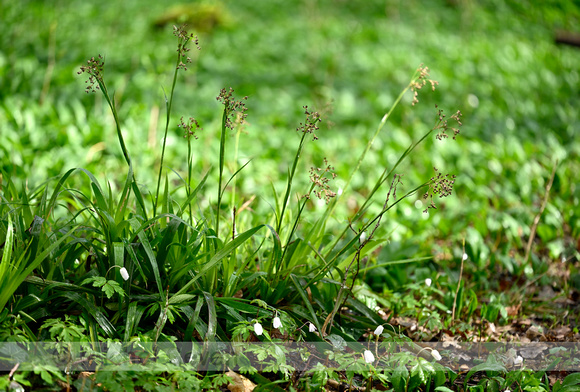 Grote veldbies; Great Wood-rush; Luzula sylvatica