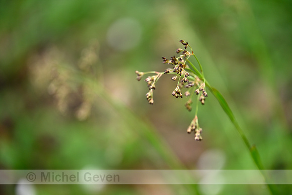 Grote veldbies; Great Wood-rush; Luzula sylvatica