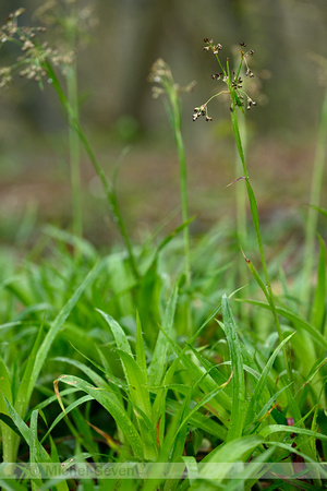 Grote veldbies; Great Wood-rush; Luzula sylvatica