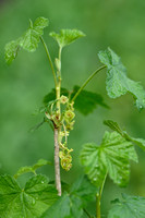 Aalbes; Red Currant; Ribes rubrum