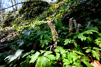 Bleke schubwortel; Common Toothwort; Lathraea squamaria