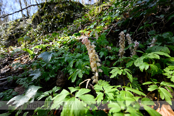 Bleke schubwortel; Common Toothwort; Lathraea squamaria