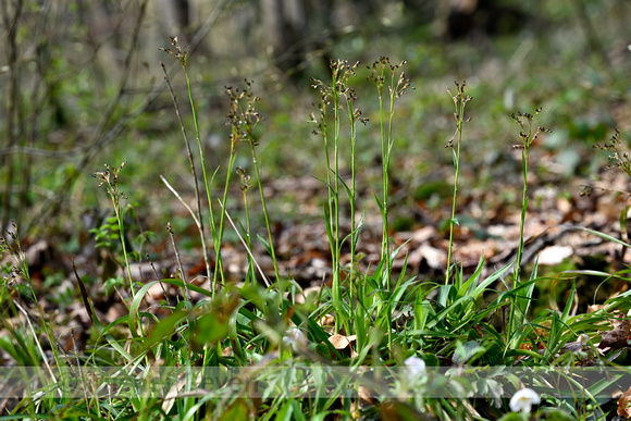 Grote veldbies; Great Wood-rush; Luzula sylvatica