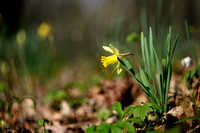 Wilde narcis - Wild Daffodil - Narcissus pseudonarcissus