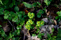 Verspreidbladige goudveil; Alternate-leaved Golden saxifrage; Ch