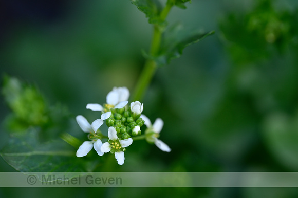 Zinklepelblad; Pyrenean Scurvygrass; Cochlearia pyrenaica