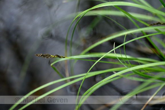 Paardenhaarzegge; Fobrous Tussock-sedge; Carex appropinquata