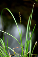 Paardenhaarzegge; Fobrous Tussock-sedge; Carex appropinquata