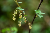 Aalbes; Red Currant; Ribes rubrum