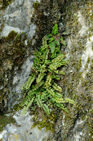 Steenbreekvaren; Maidenhair Spleenwort; Asplenium trichomanes