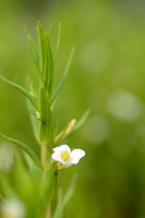 Genadekruid; Hedge Hyssop; Gratiola officinalis