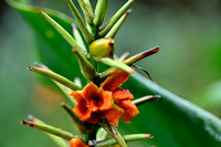 Zingiberaceae