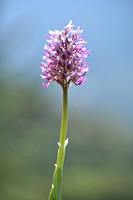 Aapjesorchis; Monkey Orchid; Orchis simia
