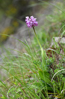 Aapjesorchis; Monkey Orchid; Orchis simia