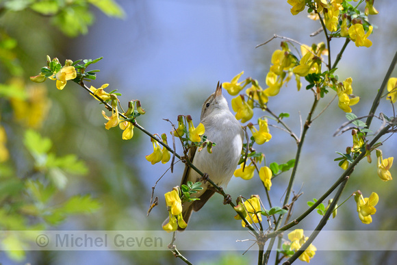 Bergfluiter; Western Bonelli's Warbler; Phylloscopus bonelli