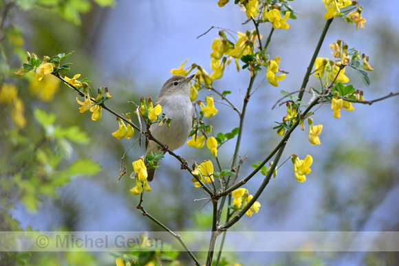 Bergfluiter; Western Bonelli's Warbler; Phylloscopus bonelli