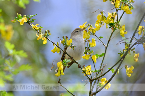 Bergfluiter; Western Bonelli's Warbler; Phylloscopus bonelli