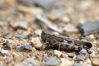Broad Green-winged Grasshoppper; Aiolopus strepens