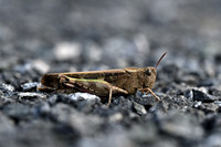 Broad Green-winged Grasshoppper; Aiolopus strepens