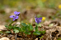 Donkersporig bosviooltje; Early dog-violet; Viola reichenbachian